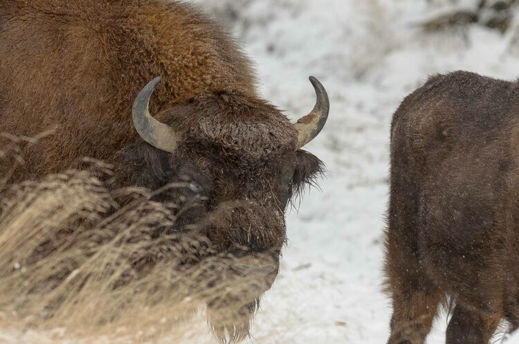 Wisent